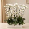 White orchid arrangement in a rectangular white box with green foliage