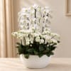 White orchids arranged in a white bowl planter