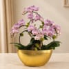 Pink orchids arranged in a gold bowl planter