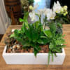 White orchids in a rectangular planter with assorted green plants