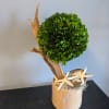 Gorgeous topiary with oceanside inclusions. The box wood will need misted every