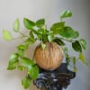 Potted trailing green houseplant in a round textured planter