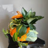 Pumpkin-shaped planter with assorted green houseplants