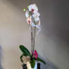 White orchid arrangement in a white pot with a ribbon and butterfly decoration