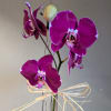 Purple orchid stems tied with a raffia bow
