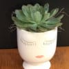 Succulent in a white face-shaped planter