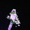 Small lavender rose boutonniere with white filler flowers