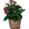 Potted plant with pink flowers in a woven basket