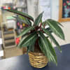 Potted tropical plant with long striped green leaves in a woven basket