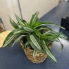 Potted striped green plant in a woven basket