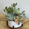 Potted succulent arrangement in a white bowl planter