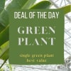Green plant leaves with a promotional sign reading "GREEN PLANT"