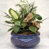 Mixed green houseplants arranged in a blue ceramic planter