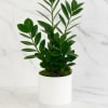 Potted green plant in a white cylindrical planter