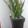 Tall snake plant in a black planter with decorative stones
