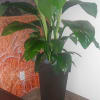 Tall green potted plant in a black square planter