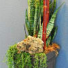Tall potted snake plant arrangement with trailing greenery and a red bamboo stake