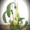 Tall succulent arrangement with large arching leaves and yellow spikes