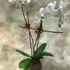 White orchid plant in a square brown pot with decorative twigs