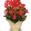 Potted plant with clusters of red flowers in a woven basket