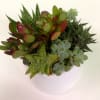 White ceramic vase with a mixture of Succulents.
