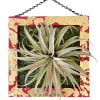 12x12" wooden frame featuring a large Thylandsia 11" diameter approx. This modern