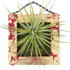 8x8" wooden frame featuring a Tillandsia Velutina. This modern and unique design