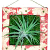 8x8" wooden frame featuring  a Tillandsia velutina. This modern and unique