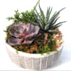 Succulent arrangement in a patterned ceramic bowl with pebbles and moss