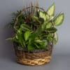 A beautifully shaped 12" ceramic pottery with assorted easy to maintain plants