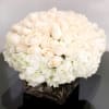 White rose and hydrangea arrangement in a square mirrored vase