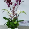 Potted orchid arrangement with white and purple blooms in a white planter