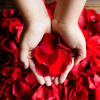Hands holding red rose petals over a bed of petals