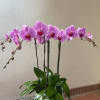 Pink orchid arrangement in a white pot