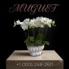 White orchid plant in a white ceramic bowl on a pedestal