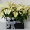 Potted poinsettia arrangement in a black box with silver ribbon and ornaments