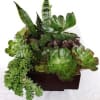 Potted succulent arrangement with mixed green rosettes and upright snake plants