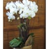 White orchid arrangement in a tall vase with moss and wood accents