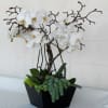 White orchids in a black planter with succulents