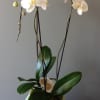 White orchid plant in a decorative green pot