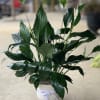 Potted peace lily with white blooms and a ribbon bow