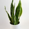 Potted snake plant in a white cylindrical planter