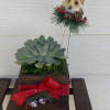 Succulent in a wooden box with a decorative owl pick and red ribbon