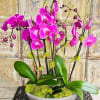 Pink orchids arranged in a shallow gray bowl with moss
