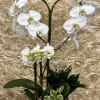 White orchids arranged in a white pot against a textured beige floral wall.