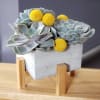 Succulent arrangement in a square concrete planter on a wooden stand