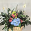 Basket arrangement with blue hydrangeas, pink alstroemeria, and white peace lilies