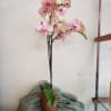 We carry a variety of blooming phaleonopsis orchids, in colors ranging from