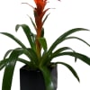 Potted plant with long green leaves and a tall orange bloom