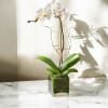 Elegant White Phalaenopsis Orchid &ndash; Potted &amp; Moss-Finished * Not available for